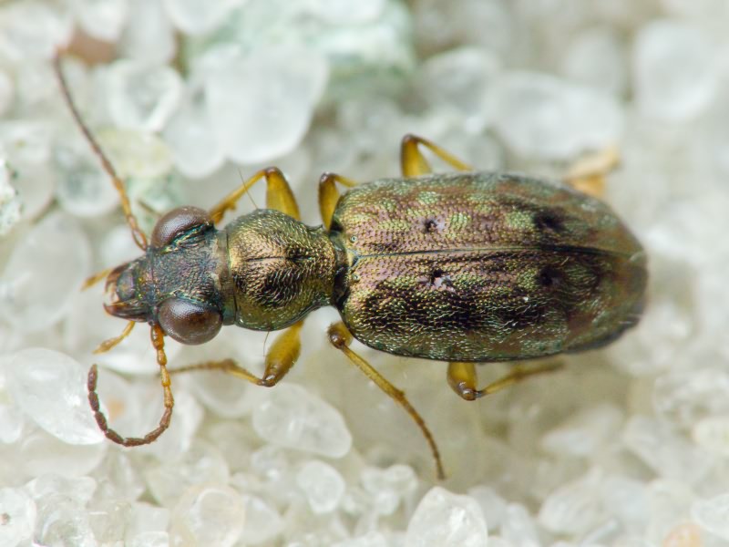 Asaphidion flavipes (Linnaeus, 1761)